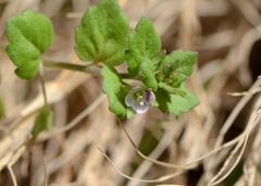 Veronica polita lilacina