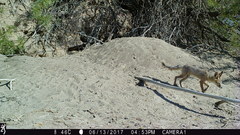 Vulpes macrotis macrotis