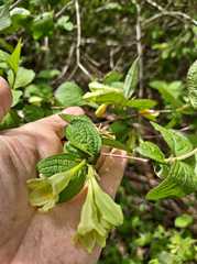 Weigela subsessilis