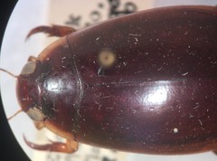 Megadytes fraternus