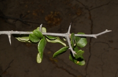 Sarcomphalus mexicanus