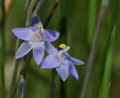 Thelymitra holmesii