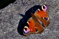 Aglais io
