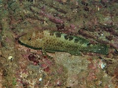 Epinephelus bilobatus