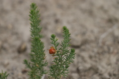 Peganum nigellastrum