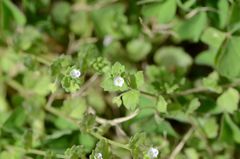 Veronica polita lilacina
