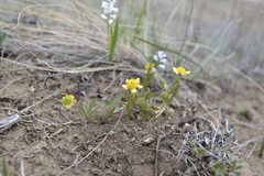 Ranunculus polyrhizos