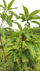 Mangifera indica