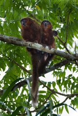 Plecturocebus toppini