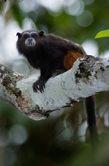 Saguinus weddelli weddelli