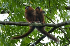 Plecturocebus toppini