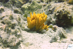 Axinella verrucosa