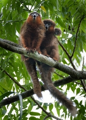 Plecturocebus toppini