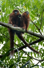 Plecturocebus toppini