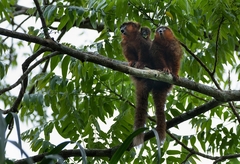 Plecturocebus toppini