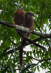 Plecturocebus toppini