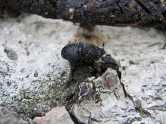 Dermestes murinus