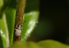 Pseudomeira