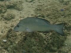 Lutjanus lemniscatus