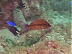 Lutjanus lemniscatus