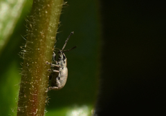 Pseudomeira