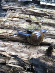 Morlina glabra