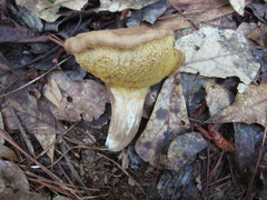 Tylopilus tabacinus