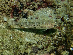 Istigobius decoratus