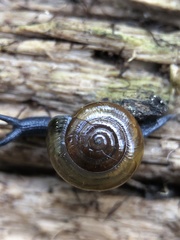 Morlina glabra