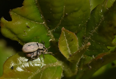 Pseudomeira
