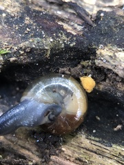 Morlina glabra
