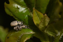 Pseudomeira