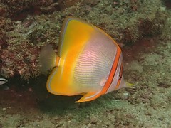 Chelmon marginalis