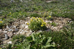 Ceratocephala falcata