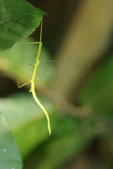 Huananphasma amicum
