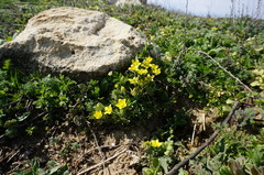 Ceratocephala falcata