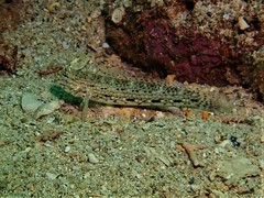 Istigobius decoratus