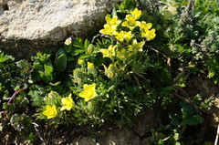 Ceratocephala falcata