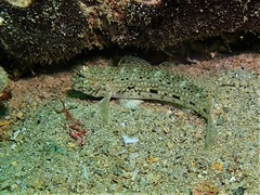 Istigobius decoratus