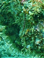 Helcogramma striata