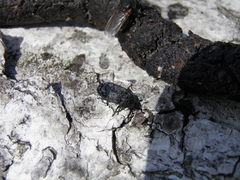 Dermestes murinus