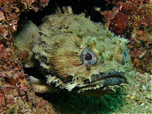Australian frogfish (Halophryne diemensis) — Batrachoididae — 4