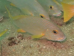 Plectorhinchus multivittatus