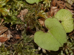 Corybas hypogaeus