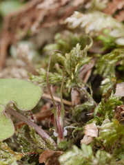 Corybas hypogaeus