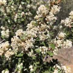 Ceanothus perplexans