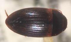 Copelatus cubaensis