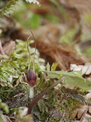 Corybas hypogaeus