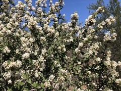 Ceanothus perplexans