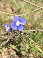 Veronica glauca
